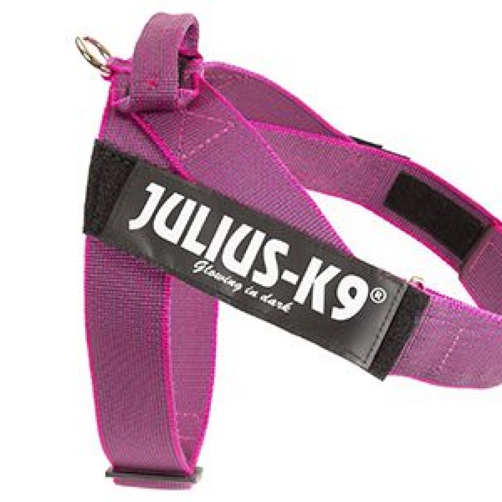 JULIUS K9 DE CINTA 1