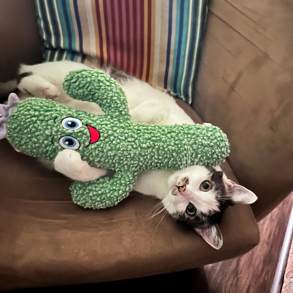 KONG KICKEROO PELUCHE CACTUS